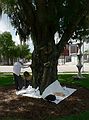 June 1, 2006 - Winter Haven, Florida.<br />Joyce tracing one of her tree footprints while Marie assists.
