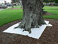 June 1, 2006 - Winter Haven, Florida.<br />The traced tree footprint of a live oak.