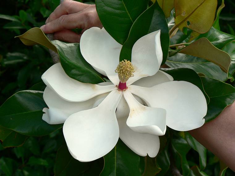 June 1, 2006 - Historic Bok Sanctuary in Lake Wales, Florida.<br />Some kind of magnolia.