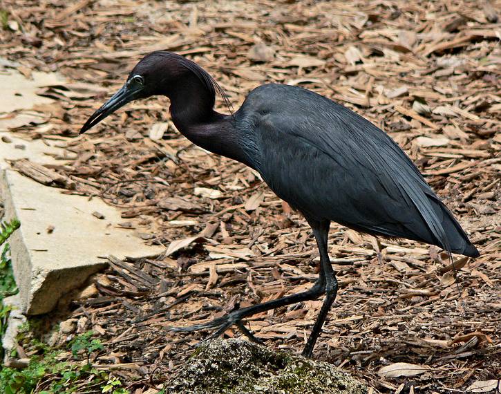 June 1, 2006 - Historic Bok Sanctuary in Lake Wales, Florida.<br />Little Blue Heron.