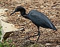 June 1, 2006 - Historic Bok Sanctuary in Lake Wales, Florida.<br />Little Blue Heron.