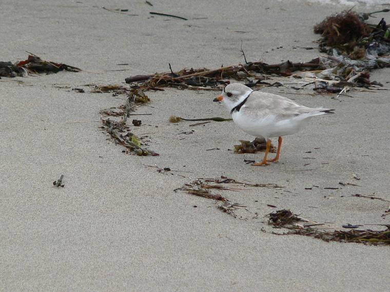 June 4, 2006 - Sandy Point State Reservation, Plum Island, Massachusetts<br />Piping plover.