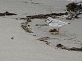 June 4, 2006 - Sandy Point State Reservation, Plum Island, Massachusetts<br />Piping plover.