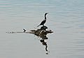 June 12, 2006 - Maudlay State Park, Newburyport, Massachusetts.<br />Outdoor Sculpture - Movement.<br />A cormoran riding on a floating tree stump.