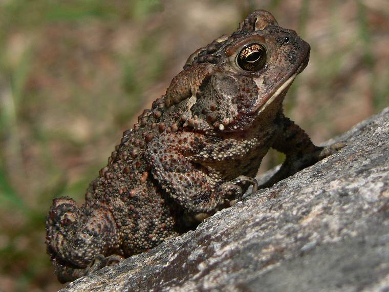 June 13, 2006 - Pawtuckaway State Park, Nottingham, New Hampshire.<br />Toad.