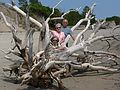 June 17, 2006 - Sandy Point State Reservation, Plum Island, Massachusetts.<br />Joyce, Baiba, and Ronnie at the fallen tree.