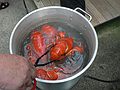 June 18, 2006 - Manchester by the Sea, Massachusetts.<br />Eriks' 13th birthday.<br />Lobsters are done.