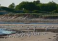 June 21, 2006 - Sandy Point State Reservation, Plum Island, Massachusetts.