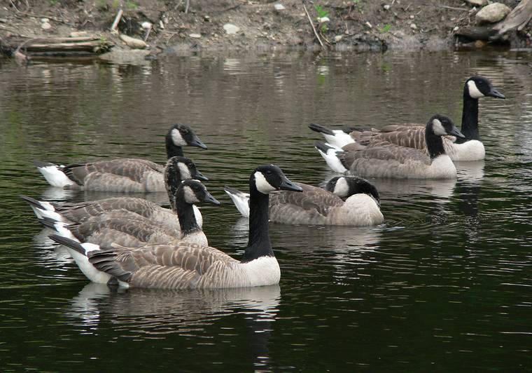 June 25, 2006 - Mill Brook Gallery, Concord, New Hampshire.<br />Canada geese.