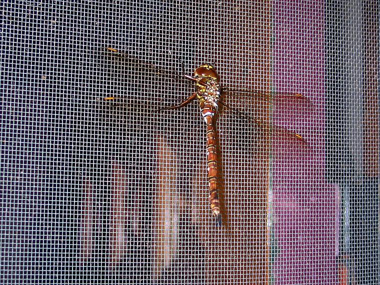 July 9, 2006 - Merrimac, Massachusetts.<br />Big dragonfly on the screen of the front door.