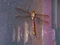 July 9, 2006 - Merrimac, Massachusetts.<br />Big dragonfly on the screen of the front door.