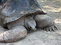 July 10, 2006 - Southwick's Zoo, Mendon, Massachusetts.