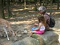 July 10, 2006 - Southwick's Zoo, Mendon, Massachusetts.<br />Miranda and Joyce feeding deer.