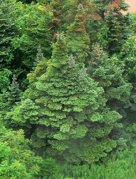 July 12, 2006 - Mount Greylock, Massachusetts.<br />A birds eye (or top of tower) view of evergreens.