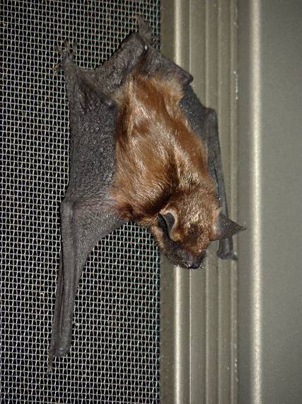 July 14, 2006 - Merrimac, Massachusetts.<br />Bat on the inside of the front screen door.