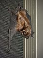 July 14, 2006 - Merrimac, Massachusetts.<br />Bat on the inside of the front screen door.