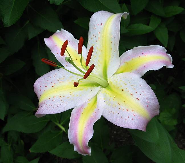July 20, 2006 - Merrimac, Massachusetts.<br />Asian lily blooming in our yard.
