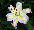 July 20, 2006 - Merrimac, Massachusetts.<br />Asian lily blooming in our yard.