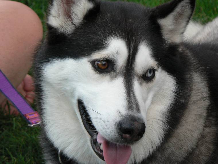 July 29, 2006 - Newburyport, Massachusetts.<br />Yankee Homecoming Opening Day performance by Symphony by the Sea.<br />A husky with two different colored eyes.