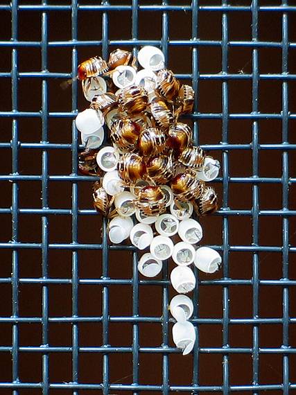 July 30, 2006 - Merrimac, Massachusetts.<br />Insect eggs hatching on back door screen (the height of the photo is about 1 inch).