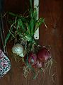 August 6, 2006 - Lawrence, Massachusetts.<br />Paul's onions in the cabana.