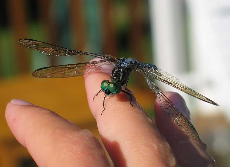 August 8, 2006 - South Hampton, New Hampshire.<br /><br />A dragonfly on Marissa's hand.