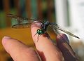 August 8, 2006 - South Hampton, New Hampshire.<br /><br />A dragonfly on Marissa's hand.