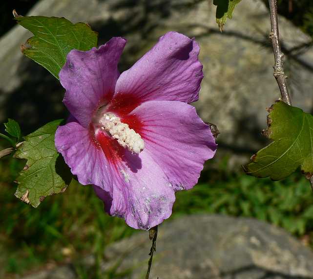 August 26, 2006 - Manchester by the Sea, Massachusetts.<br />Edite's birthday celebration.<br />One of the many Mirdza's flowers.