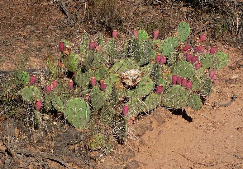 August 10, 2006 - Colorado National Monument near Grand Junction, Colorado.<br />View along Rim Rock Drive.<br />Prickly pear cactus.