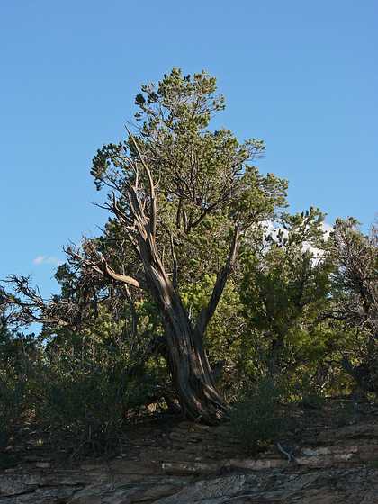 August 10, 2006 - Colorado National Monument near Grand Junction, Colorado.<br />View along Rim Rock Drive.<br />Pinion pine.