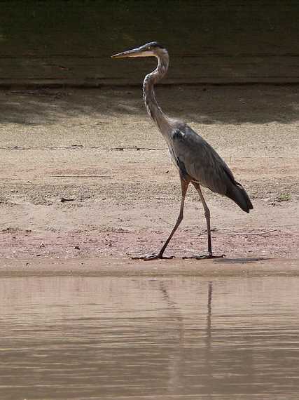 August 12, 2006 - Day 1 on the Green River, Utah.<br />We saw lots of great blue herons.
