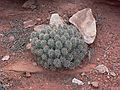 August 13, 2006 - Day 2 on the Green River, Utah.<br />A walk around the base of Turks Head.