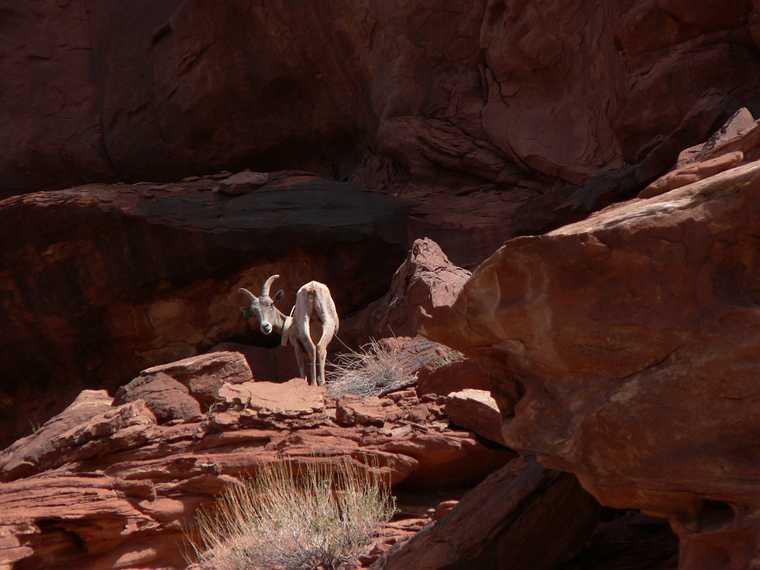 August 14, 2006 - Day 3 on the Green River, Utah.<br />A female bighorn sheep.