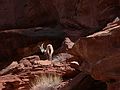 August 14, 2006 - Day 3 on the Green River, Utah.<br />A female bighorn sheep.