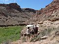 August 15, 2006 - Day 4 on the Green River, Utah.<br />Joyce, Brad, Heather, Melody, and Sati heading up the Water Canyon,<br />a side canyon of the Green River.