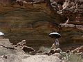August 15, 2006 - Day 4 on the Green River, Utah.<br />Joyce looking at some manmade walls in Water Canyon.