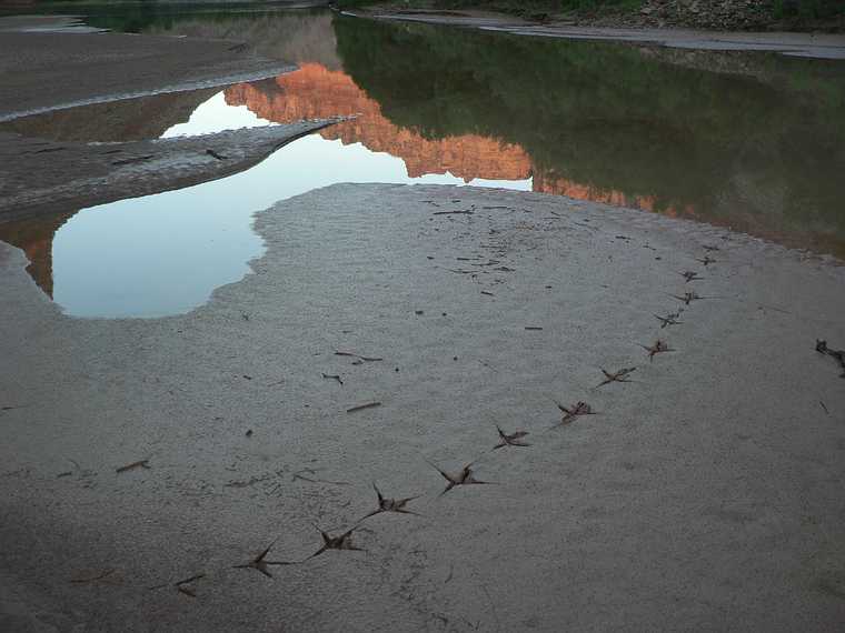August 16, 2006 - Day 5, now on the Colorado River, Utah.<br />Great blue heron footprints.