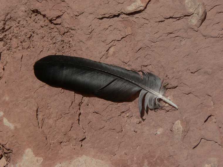 August 17, 2006 - Island in the Sky, Canyonlands National Park, Utah.<br />Views from the Neck area.<br />A raven's feather?