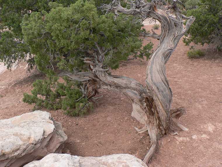 August 17, 2006 - Island in the Sky, Canyonlands National Park, Utah.<br />Views from path to White Rim Overlook.<br />Utah juniper.