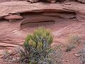 August 17, 2006 - Island in the Sky, Canyonlands National Park, Utah.<br />Views from path to White Rim Overlook.<br />Mormon tea.