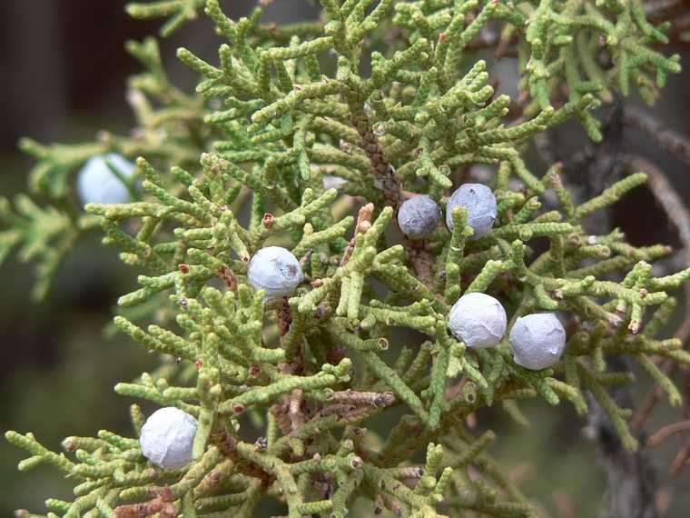 August 17, 2006 - Island in the Sky, Canyonlands National Park, Utah.<br />Views from path to White Rim Overlook.<br />Juniper berries.
