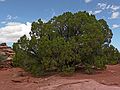 August 17, 2006 - Island in the Sky, Canyonlands National Park, Utah.<br />Views from path to White Rim Overlook.<br />Another Utah juniper.