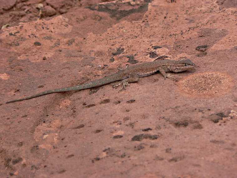 August 17, 2006 - Island in the Sky, Canyonlands National Park, Utah.<br />Views from path to White Rim Overlook.