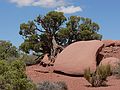 August 17, 2006 - Island in the Sky, Canyonlands National Park, Utah.<br />Views from path to White Rim Overlook.