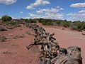 August 17, 2006 - Island in the Sky, Canyonlands National Park, Utah.