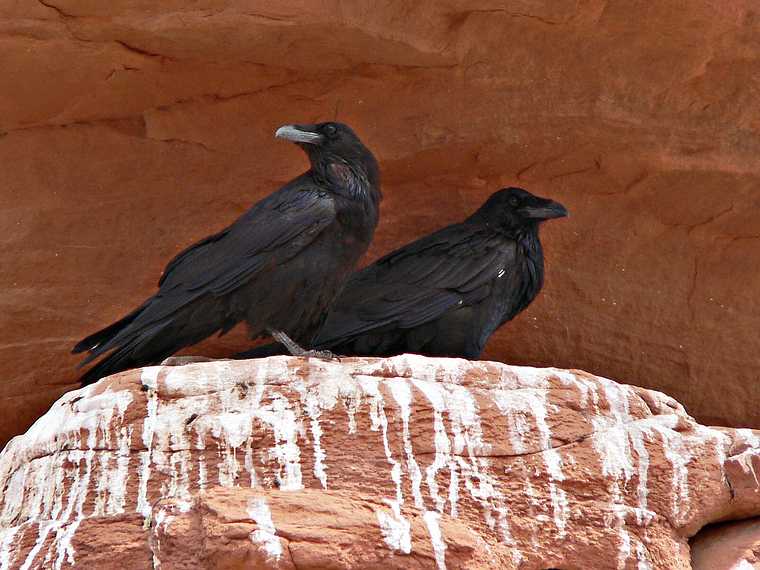August 18, 2006 - Arches National Park, Utah.<br />A pair of ravens overlooking Delicate Arch.