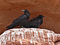 August 18, 2006 - Arches National Park, Utah.<br />A pair of ravens overlooking Delicate Arch.