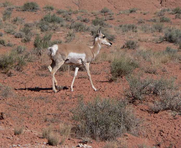 August 19, 2006 - Near Goblin Valley State Park, Utah.<br />A female pronghorn.