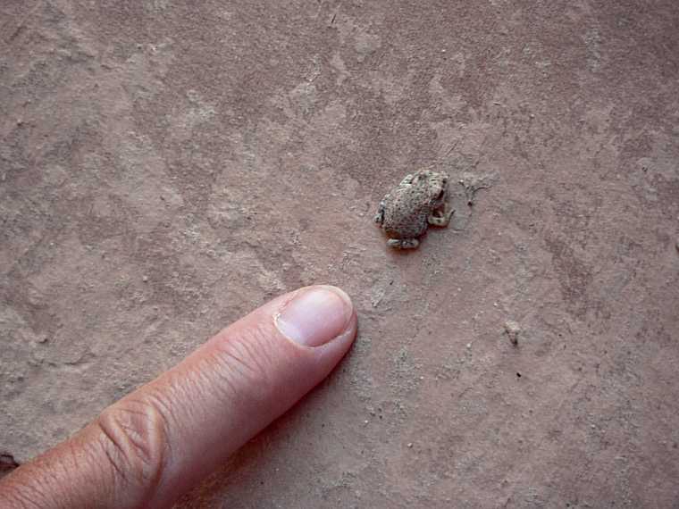 August 19, 2006 - Little Wild Horse Canyon, near Goblin Valley State Park, Utah.<br />A minuscule toad.