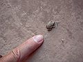 August 19, 2006 - Little Wild Horse Canyon, near Goblin Valley State Park, Utah.<br />A minuscule toad.